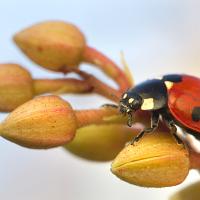 Seven Spot Ladybird 8 